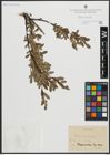 Foto von Salix arbuscula L.